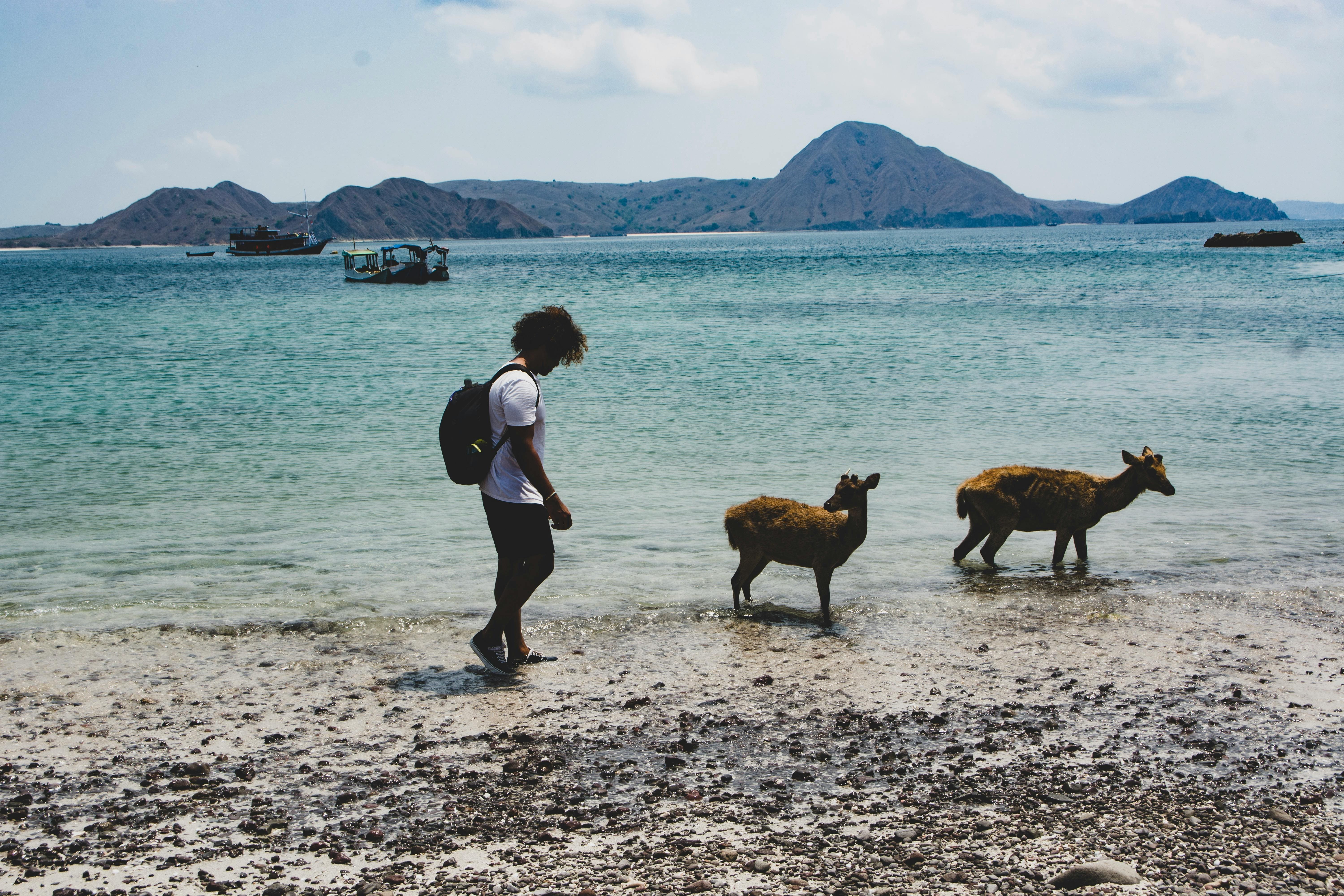 itinerary backpacker flores nusa tenggara 7 hari dengan budget minim - interaksi dekat dengan fauna lokal di pesisir flores