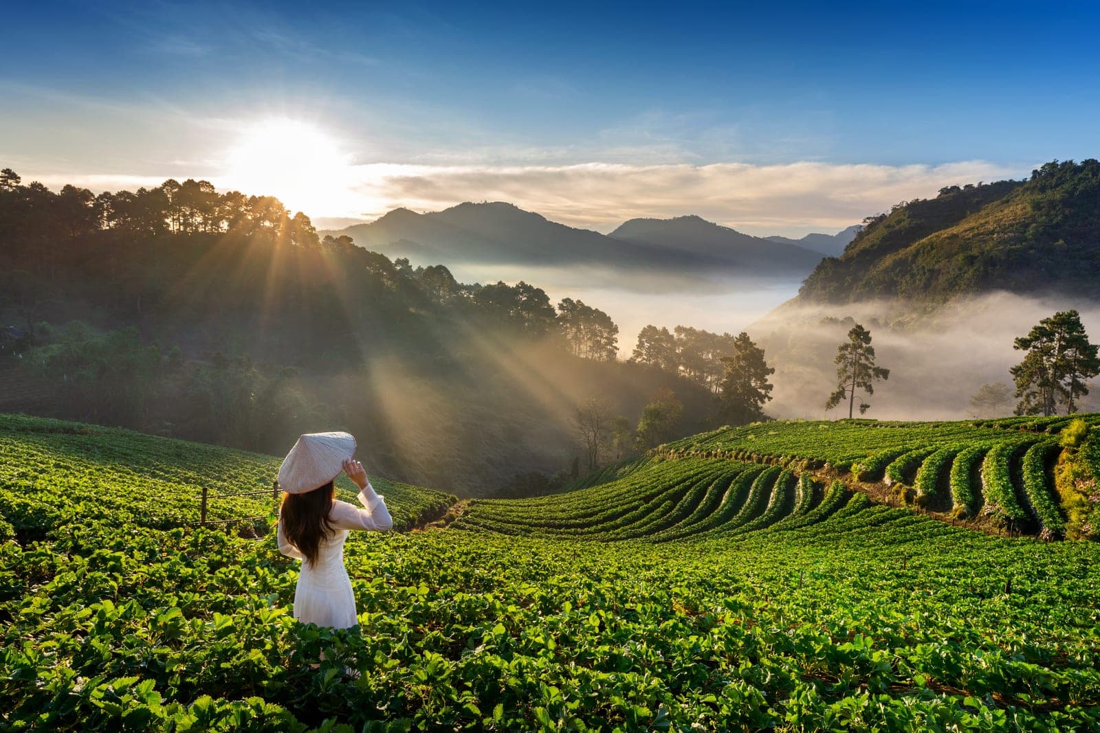 kebun teh puncak - keluarga berjalan santai menikmati pemandangan di area Kebun Teh Puncak