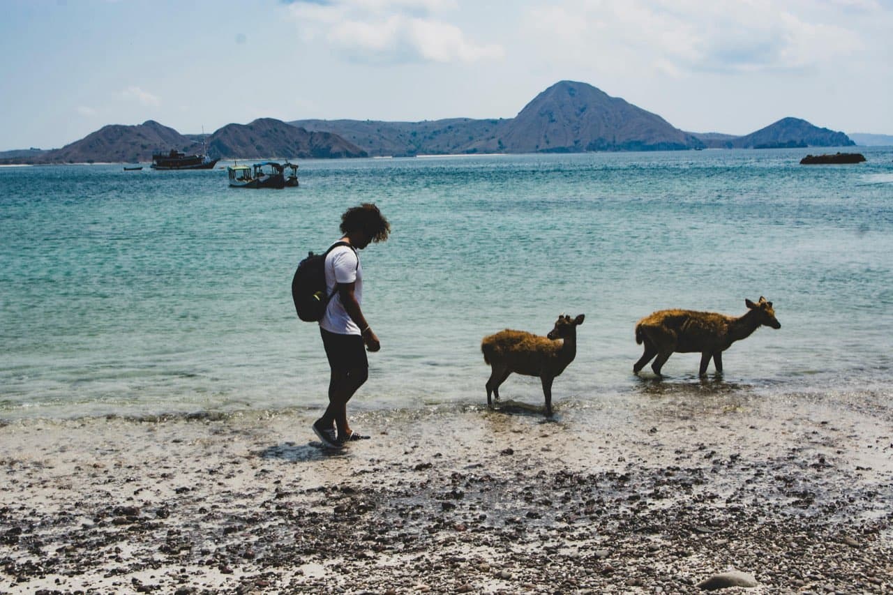 itinerary backpacker flores nusa tenggara 7 hari dengan budget minim - interaksi dekat dengan fauna lokal di pesisir flores